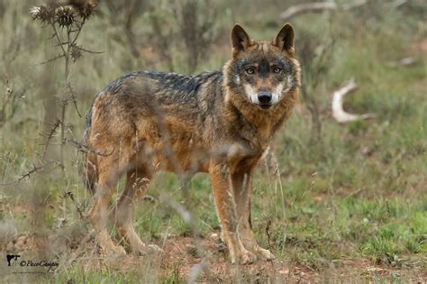 Tras la huella del lobo – El Lobo Ibérico: Canis lupus signatus